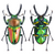 Care Guide: Phalacrognathus Muelleri (Rainbow Stag Beetle, King Stag Beetle)
