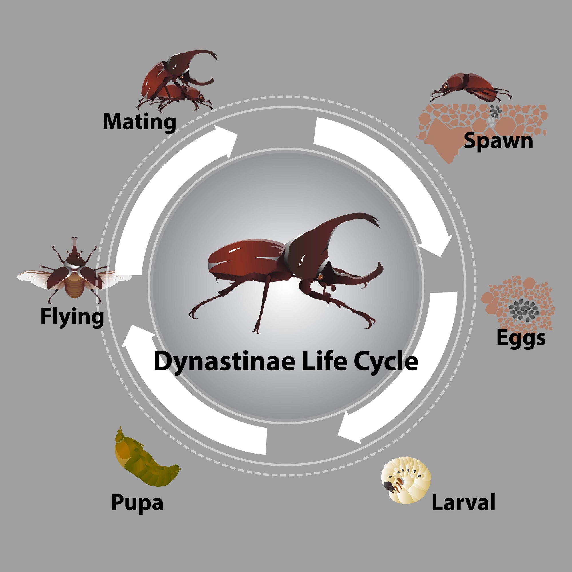 Care Guide: Xylotrupes Ulysses  (Rhinoceros Beetle)