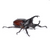Meet Xylotrupes australicus: The Mighty Rhinoceros Beetle