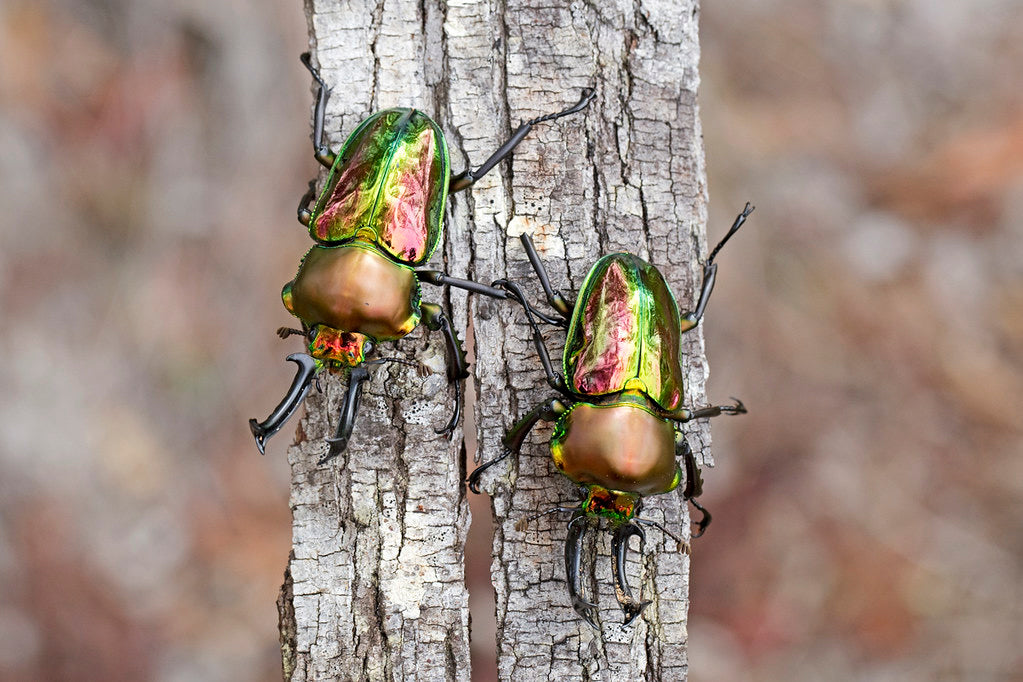 Introducing Phalacrognathus muelleri: The Jewel of the Beetle World