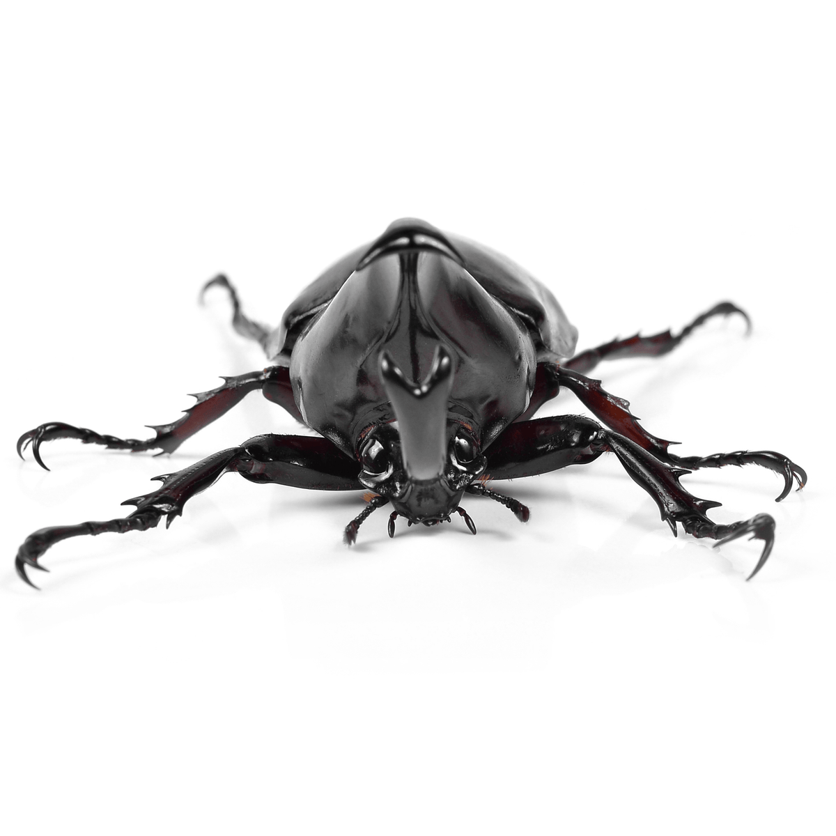 Xylotrupes australicus  (Rhinoceros Beetle) Male