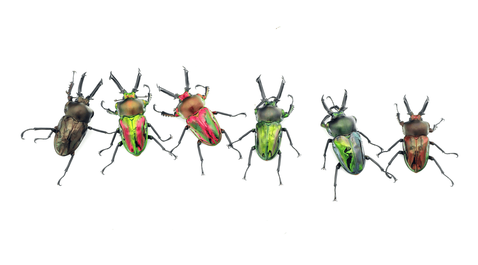 標本用品 Australia Bolboceratidae sp. 24mm Australia Bolboceratidae sp. 24mm - メルカリ