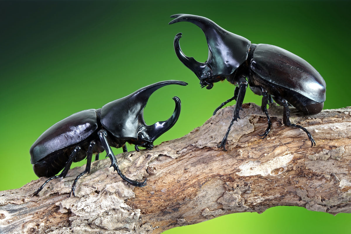 Xylotrupes australicus  (Rhinoceros Beetle) Male