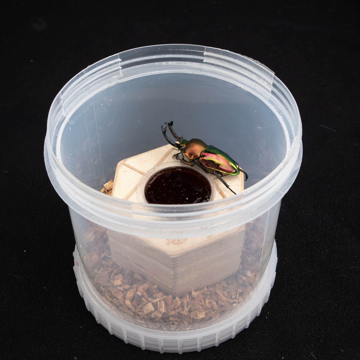 Phalacrognathus muelleri (Rainbow Stag Beetle, King Stag Beetle)