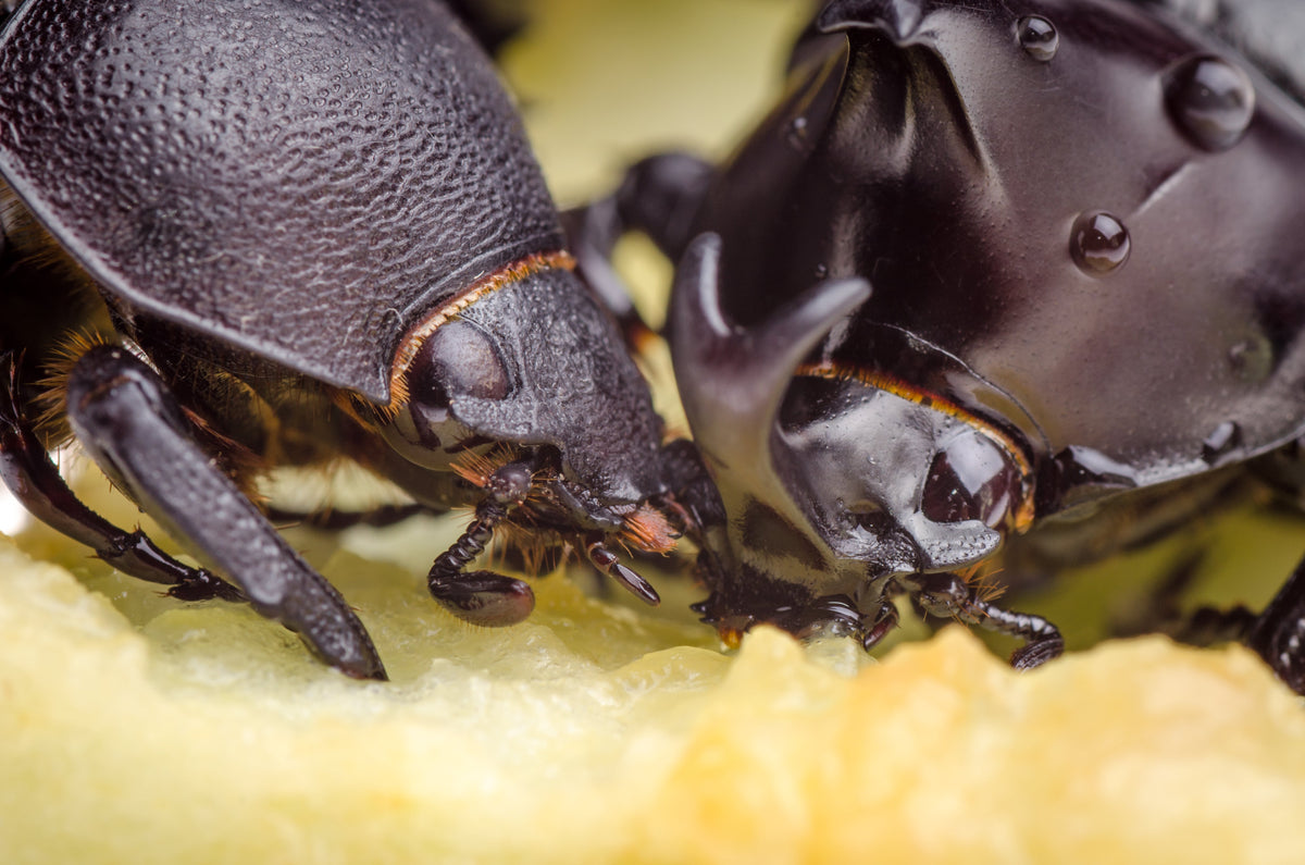 Xylotrupes australicus  (Rhinoceros Beetle) Male