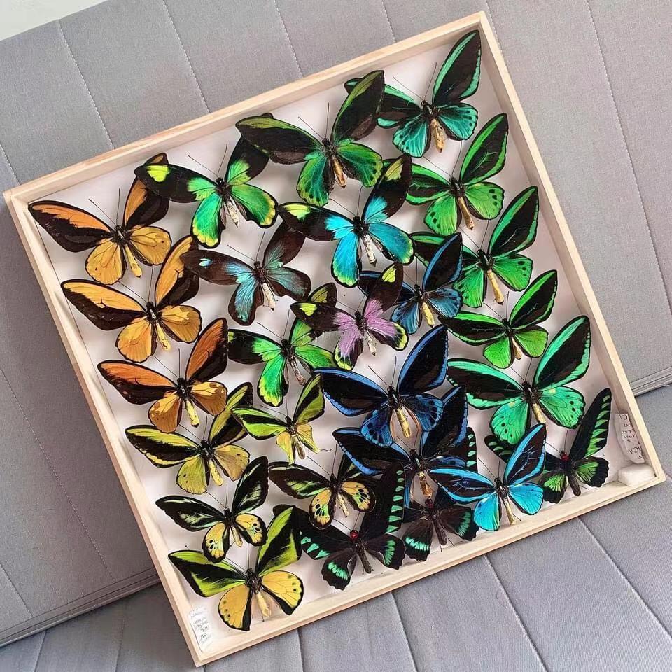 CITES Birdwing Butterflies Ornithoptera Troides Trogonoptera