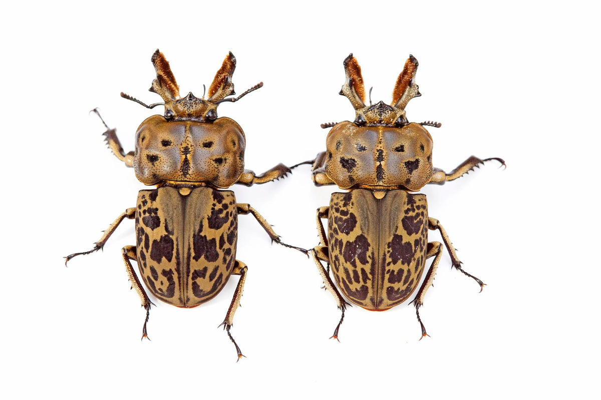 Brown Stag Beetle Mottled Stage Beetle（Ryssonotus nebulosus）Grub Kit