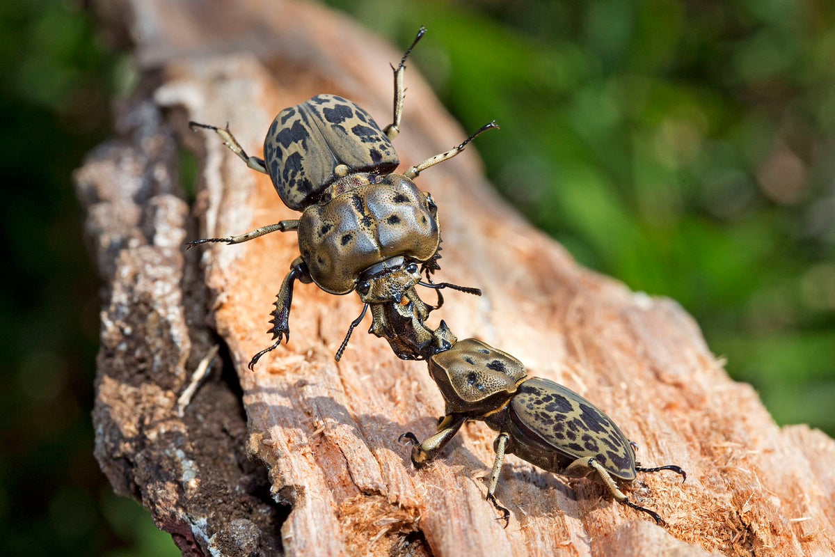 Brown Stag Beetle Mottled Stage Beetle（Ryssonotus nebulosus）Grub Kit