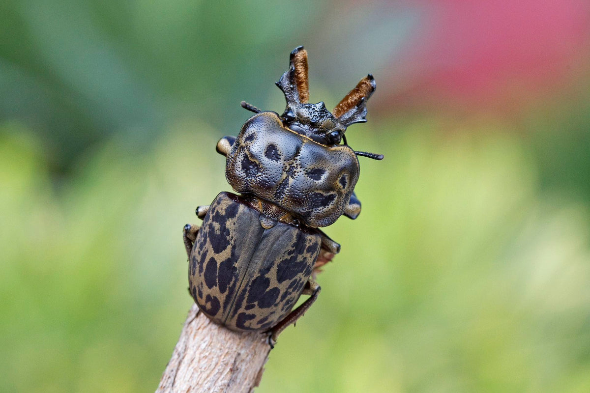 Brown Stag Beetle Mottled Stage Beetle（Ryssonotus nebulosus）Grub Kit