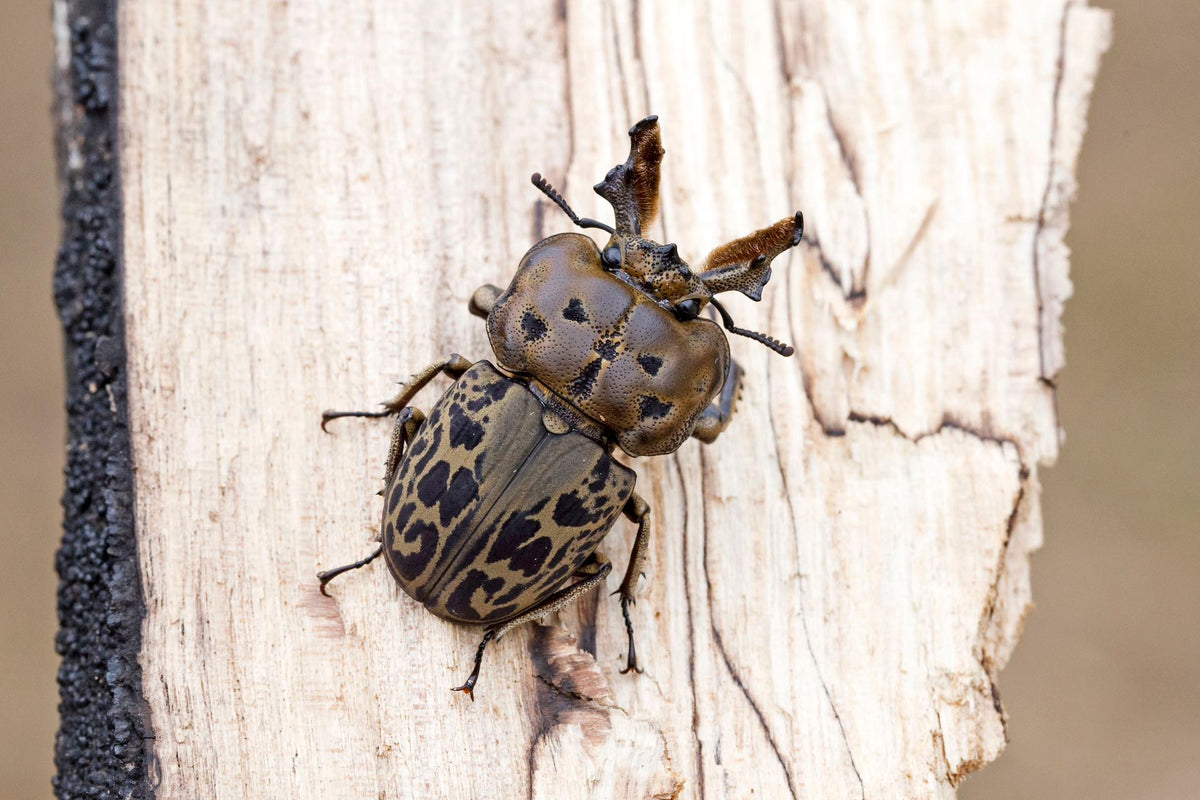 Brown Stag Beetle Mottled Stage Beetle（Ryssonotus nebulosus）Grub Kit