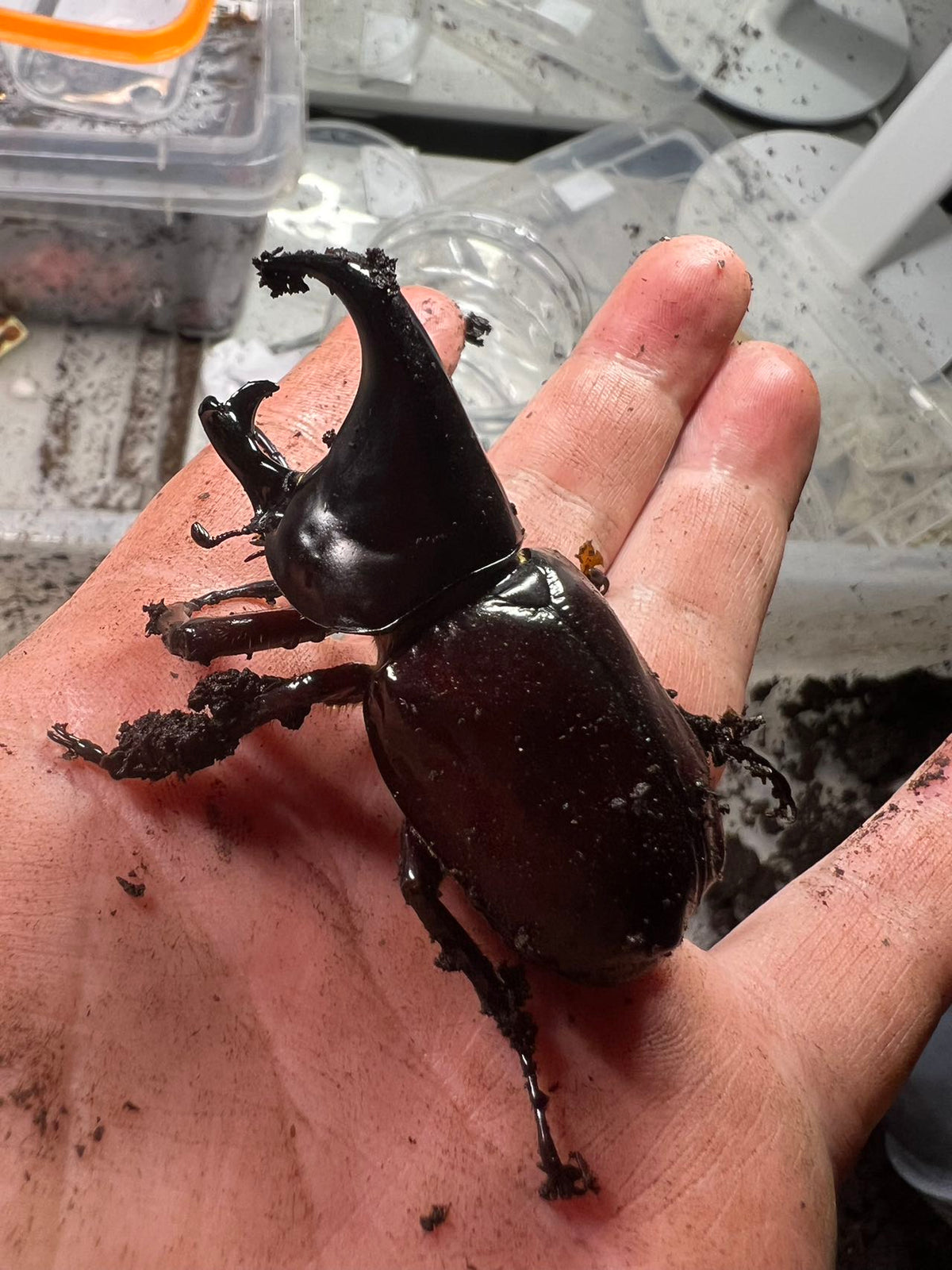 Xylotrupes australicus  (Rhinoceros Beetle) Male