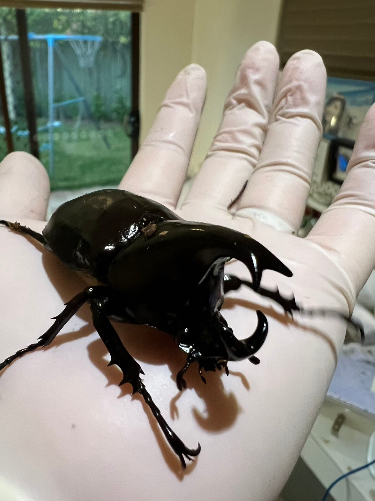 Xylotrupes australicus  (Rhinoceros Beetle) Male
