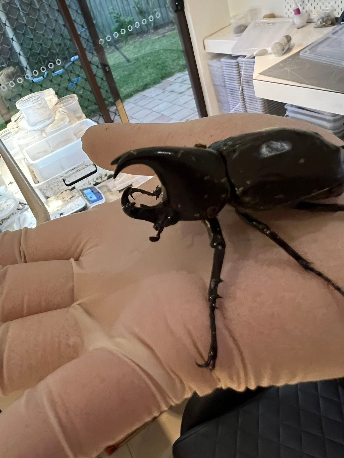 Xylotrupes australicus  (Rhinoceros Beetle) Male