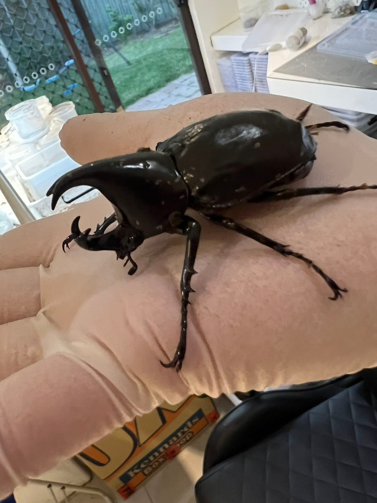 Xylotrupes australicus  (Rhinoceros Beetle) Male