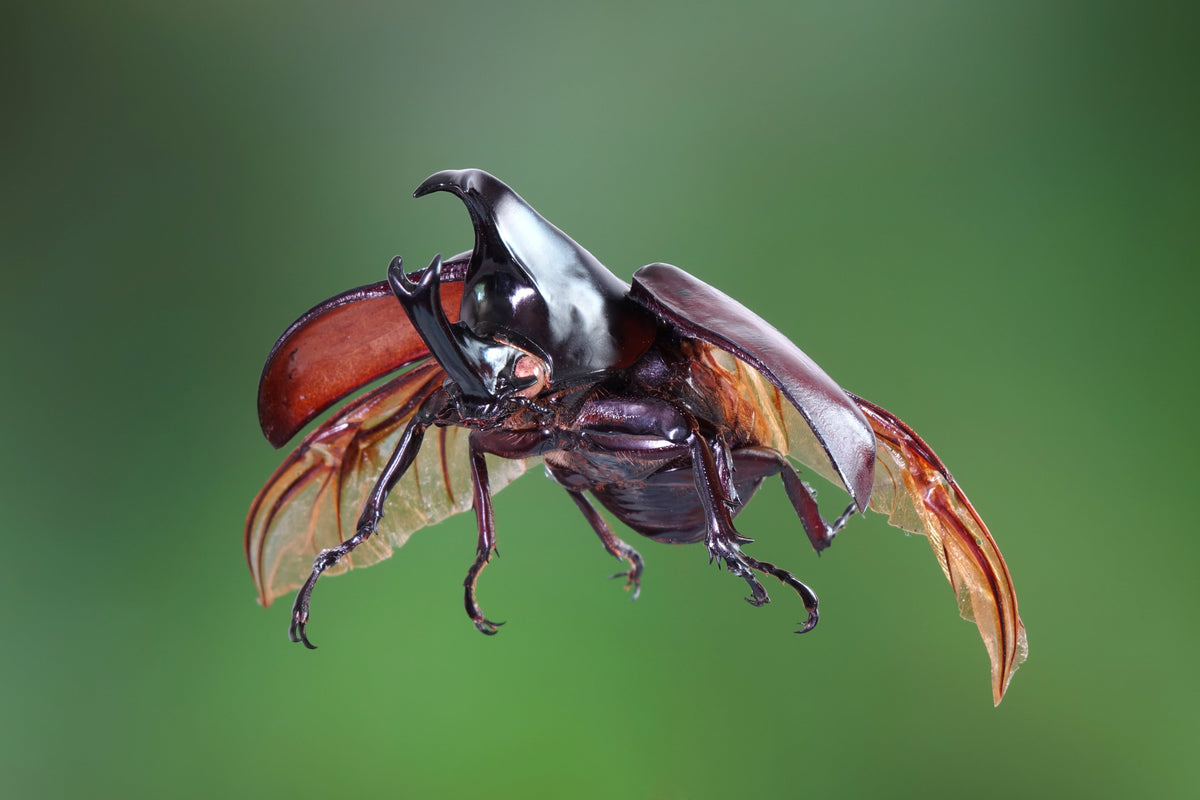 Xylotrupes australicus  (Rhinoceros Beetle) Male