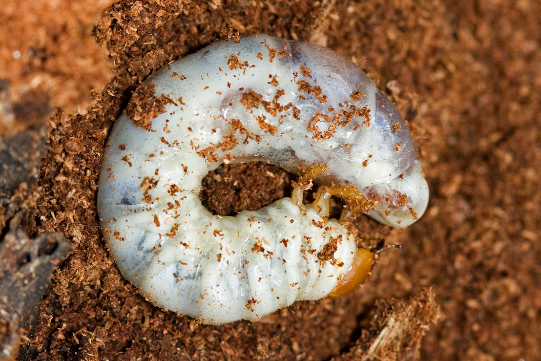 Brown Stag Beetle Mottled Stage Beetle（Ryssonotus nebulosus）Grub Kit