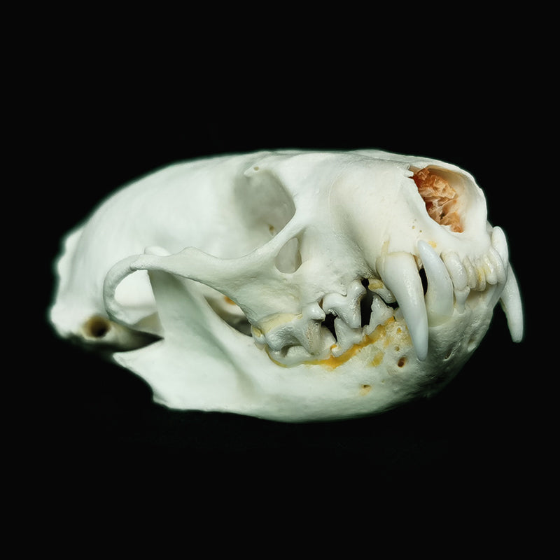 Mink Skull - Natural Animal Bone Specimen, Decorative Piece, Collectible, Bone Carving DIY Material