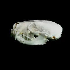 Mink Skull - Natural Animal Bone Specimen, Decorative Piece, Collectible, Bone Carving DIY Material