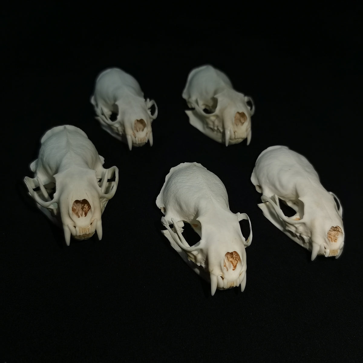 Mink Skull - Natural Animal Bone Specimen, Decorative Piece, Collectible, Bone Carving DIY Material