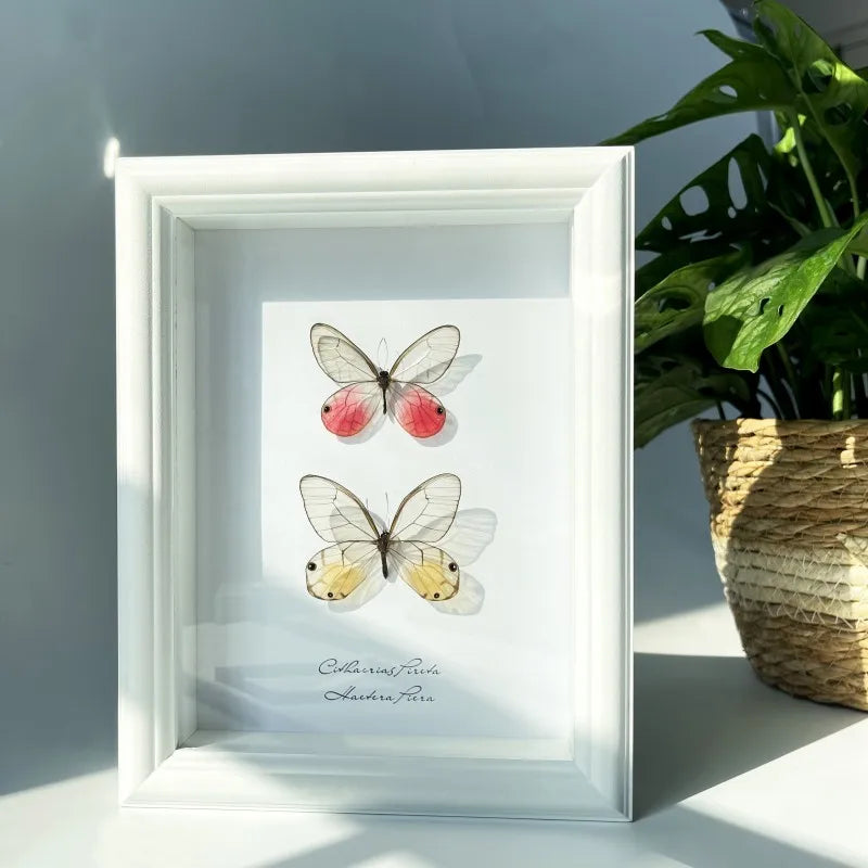 Transparent Wings Real Butterfly Specimen Photo Frame Office Bookshelf Desktop Decorations Wall Art Creative Gift