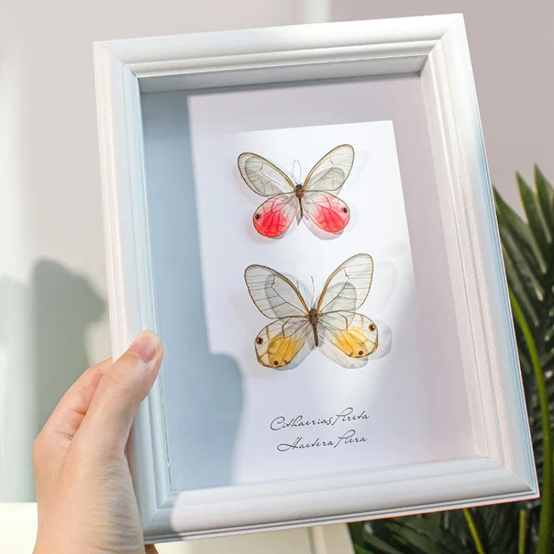 Transparent Wings Real Butterfly Specimen Photo Frame Office Bookshelf Desktop Decorations Wall Art Creative Gift