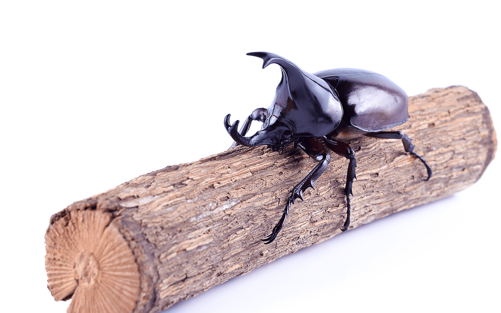 標本用品 Australia Bolboceratidae sp. 24mm Australia Bolboceratidae sp. 24mm - メルカリ