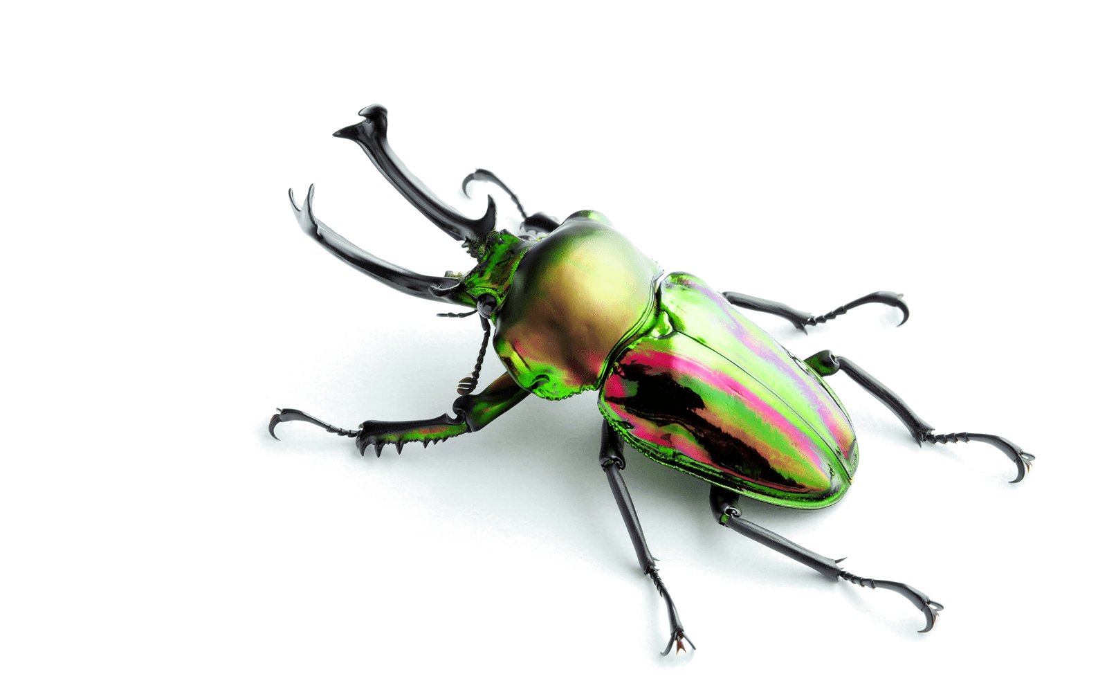 標本用品 Australia Bolboceratidae sp. 24mm Australia Bolboceratidae sp. 24mm - メルカリ