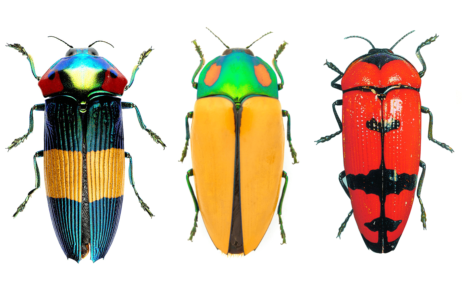 BlueBeetle - Live Beetles | Real Framed Butterflies Moths