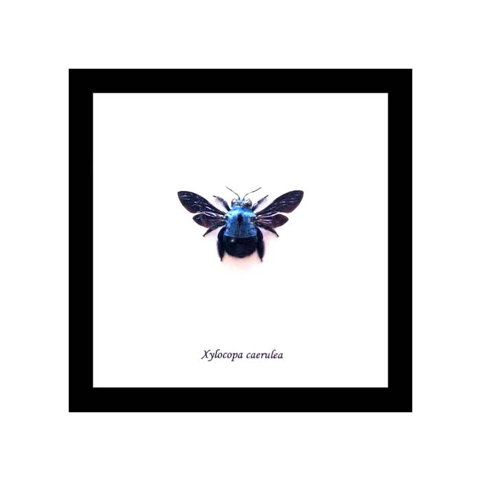 Blue Carpenter Bee (Xylocopa caerulea Bee)