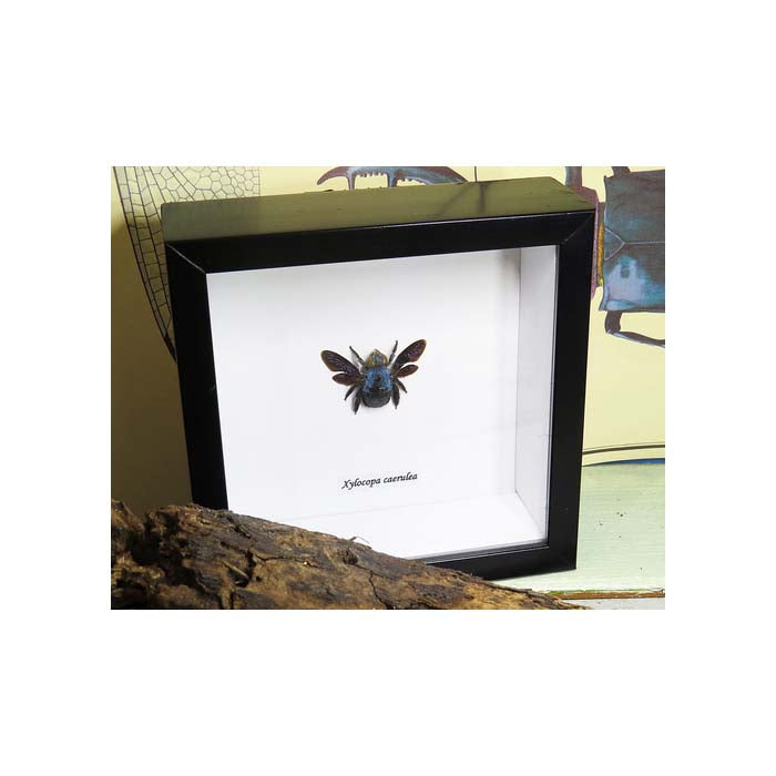 Blue Carpenter Bee (Xylocopa caerulea Bee)