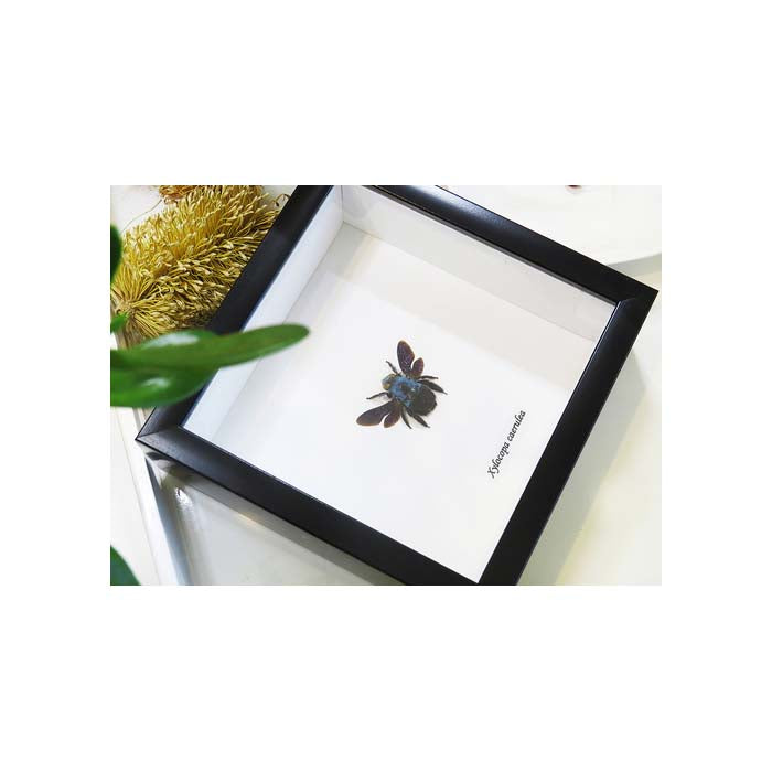 Blue Carpenter Bee (Xylocopa caerulea Bee)