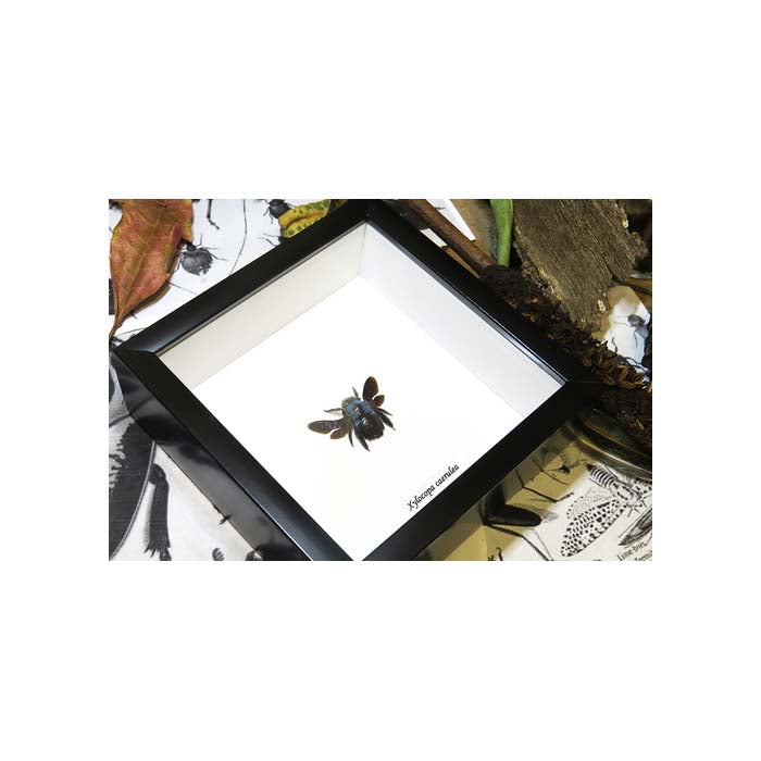 Blue Carpenter Bee (Xylocopa caerulea Bee)