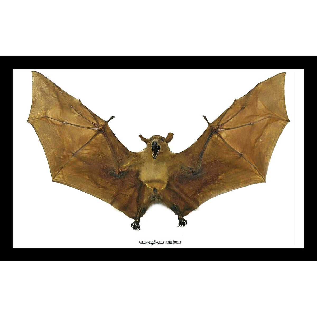 Dagger-toothed Long-nosed Fruit Bat (Macroglossus minimus bat)