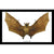 Dagger-toothed Long-nosed Fruit Bat (Macroglossus minimus bat)