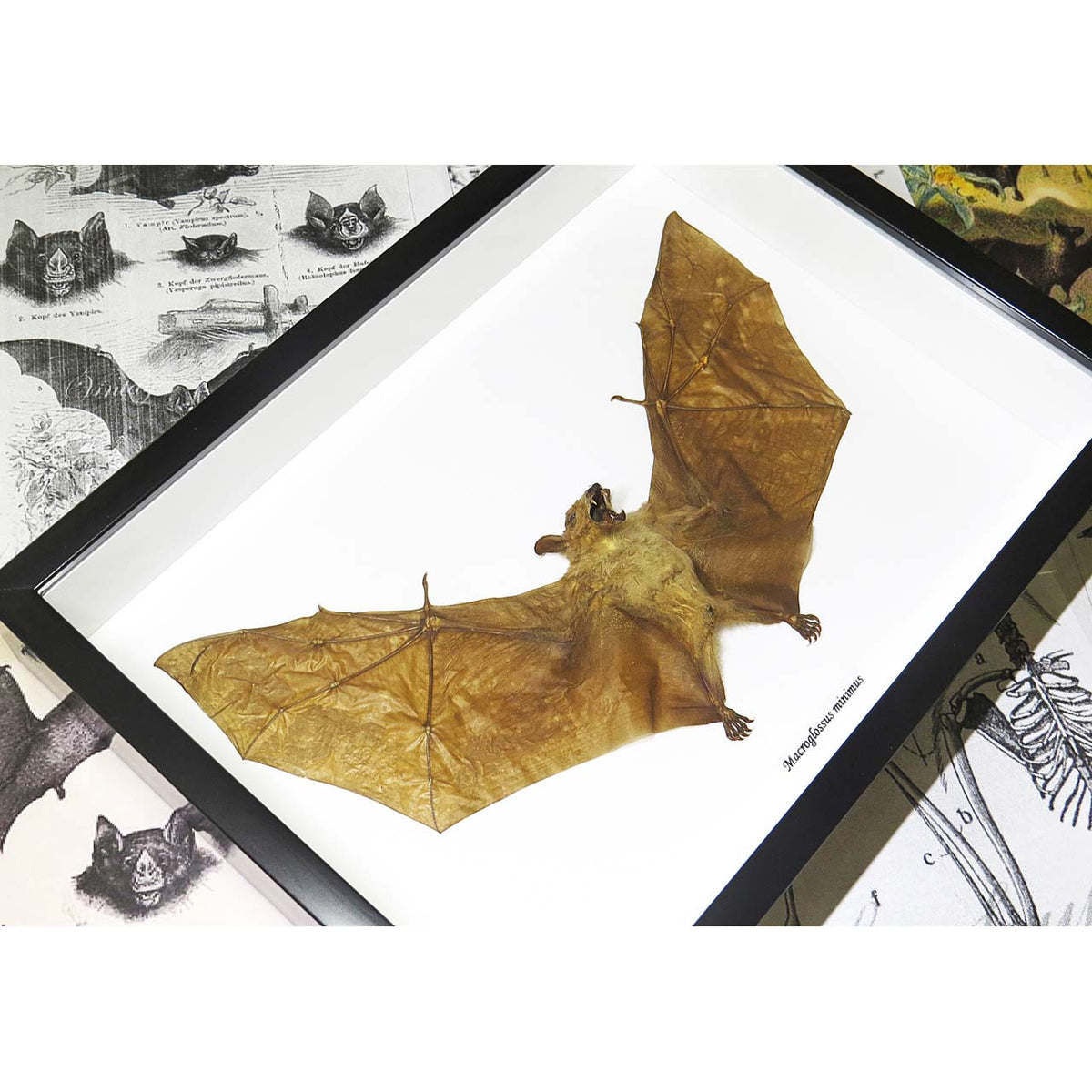 Dagger-toothed Long-nosed Fruit Bat (Macroglossus minimus bat)