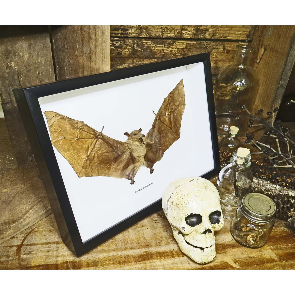 Dagger-toothed Long-nosed Fruit Bat (Macroglossus minimus bat)