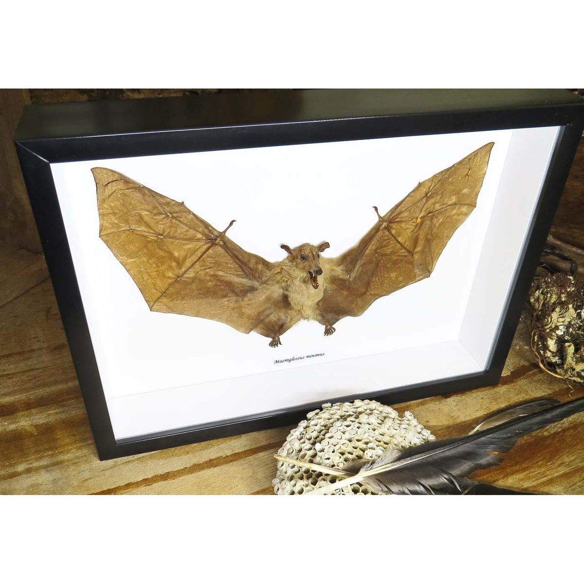 Dagger-toothed Long-nosed Fruit Bat (Macroglossus minimus bat)