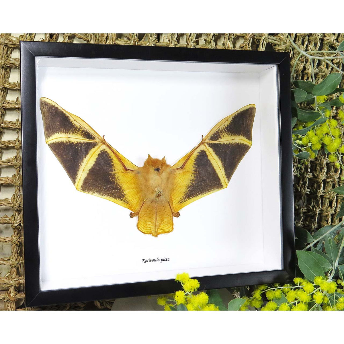 Painted Woolly Bat (Kerivoula picta bat)