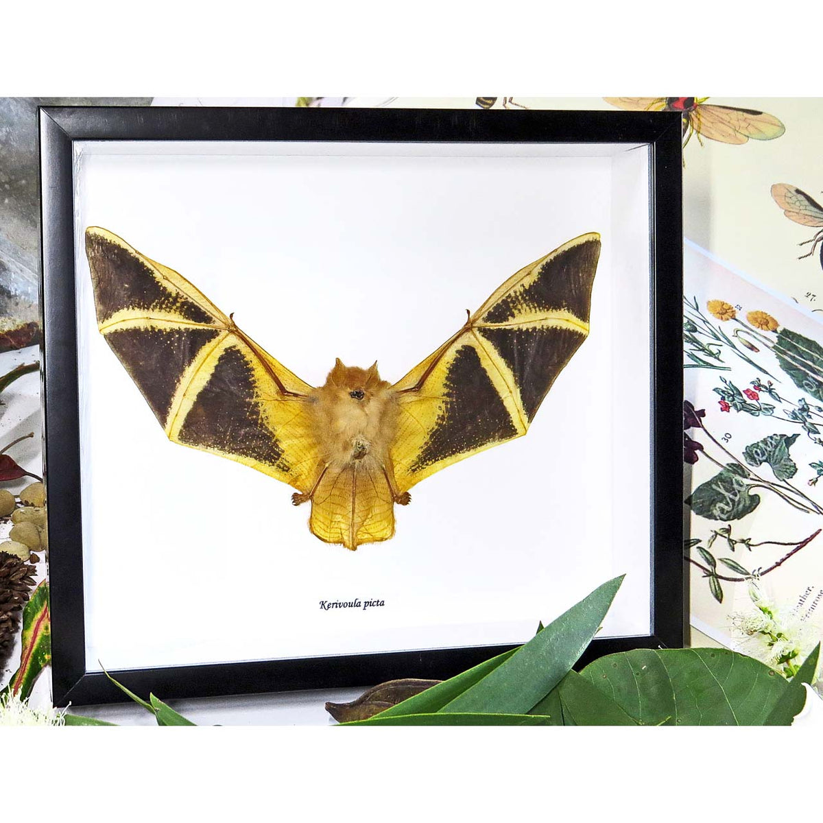 Painted Woolly Bat (Kerivoula picta bat)