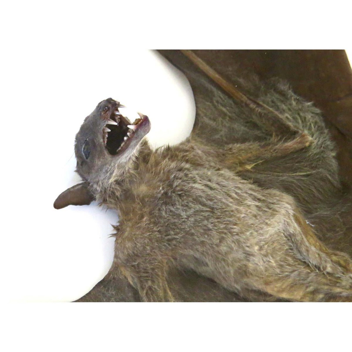 Lesser Dawn Bat (Eonycteris spelaea bat)