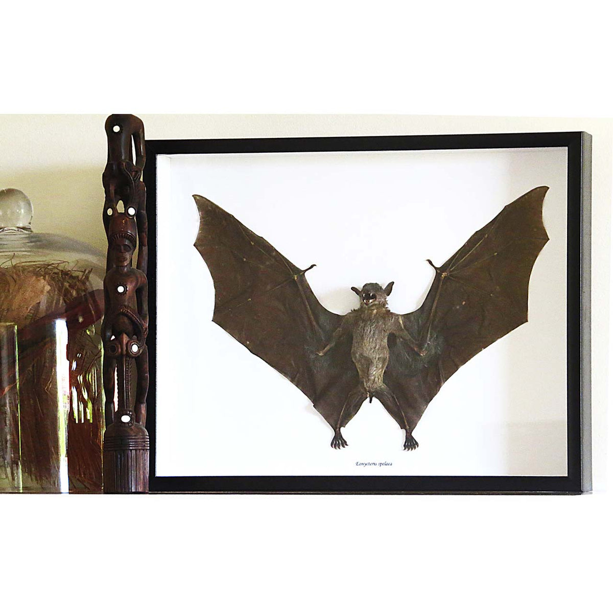 Lesser Dawn Bat (Eonycteris spelaea bat)