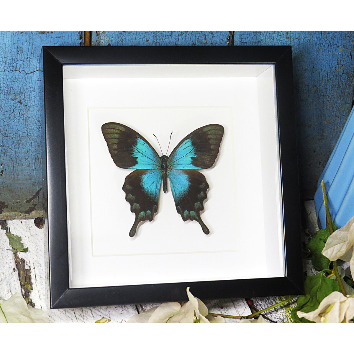 Papilio lorquinianus