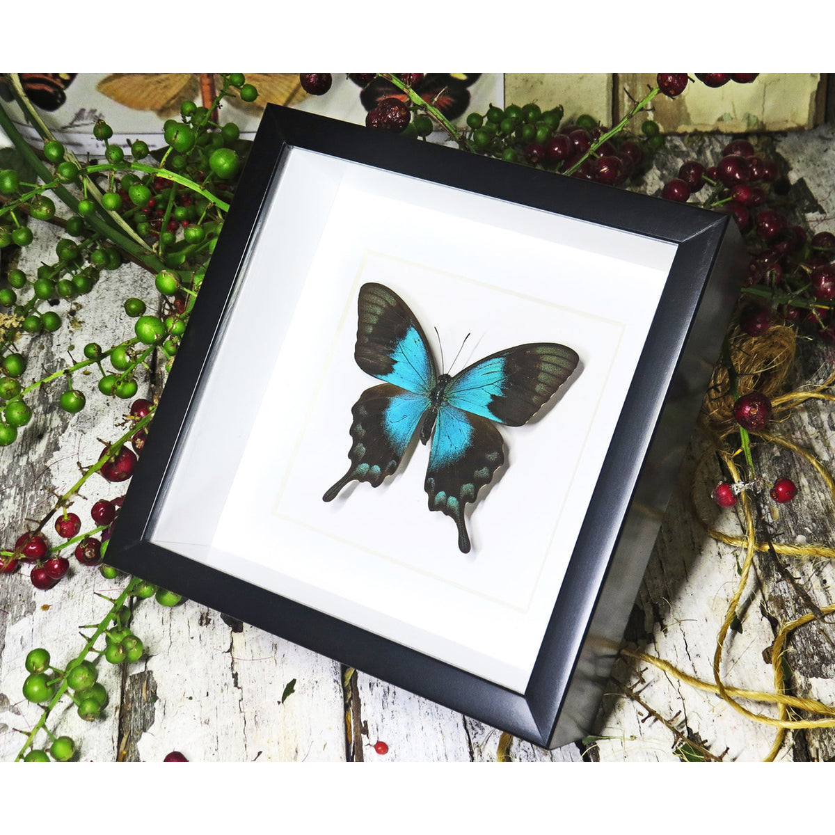 Papilio lorquinianus