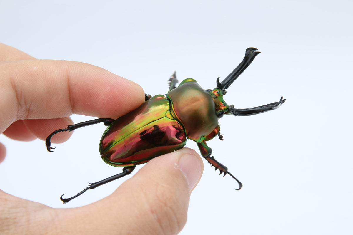 Phalacrognathus muelleri (Rainbow Stag Beetle, King Stag Beetle)