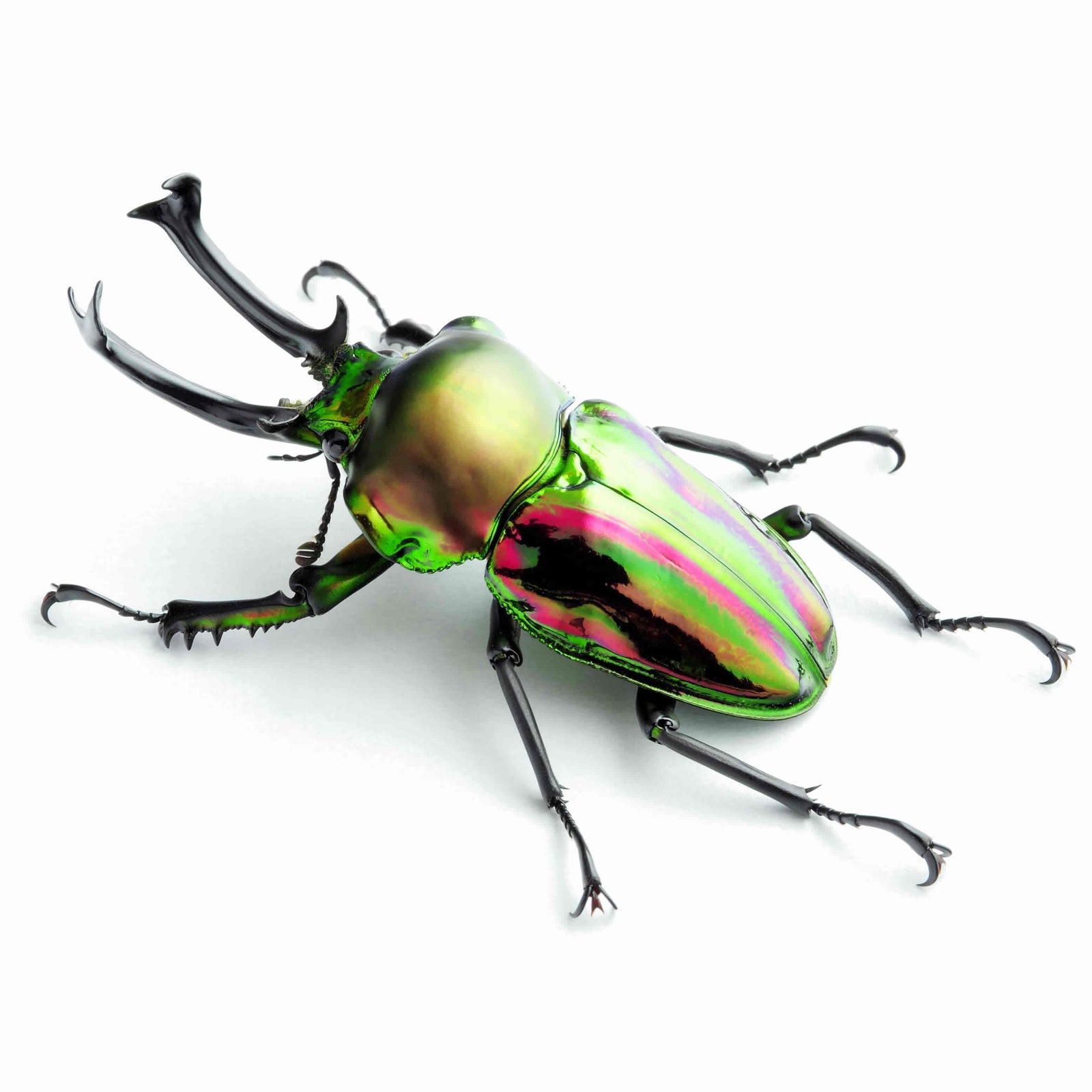 Phalacrognathus muelleri (Rainbow Stag Beetle, King Stag Beetle)