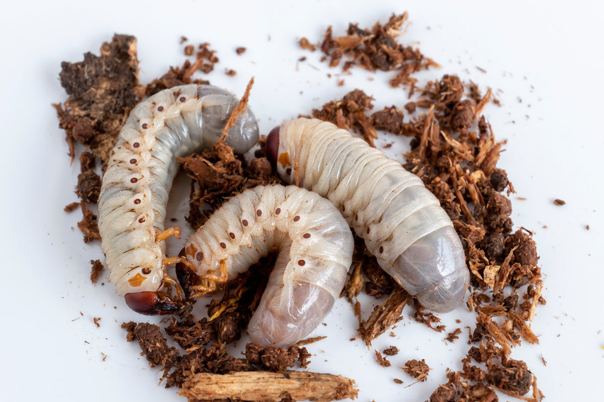 Xylotrupes australicus  (Rhinoceros Beetle) Grub Kit