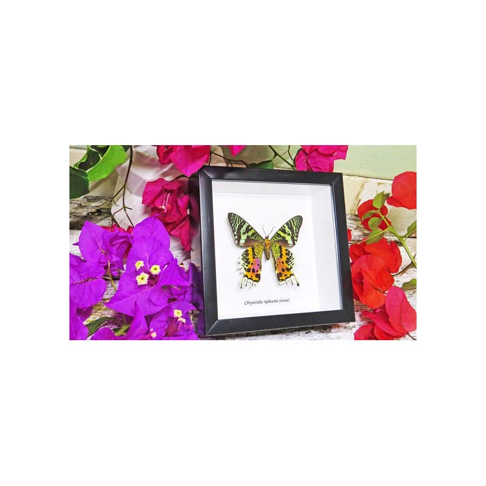 Chrysiridia riphearia verso