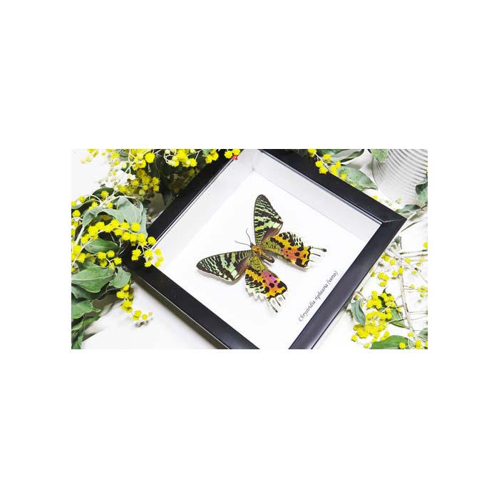 Chrysiridia riphearia verso