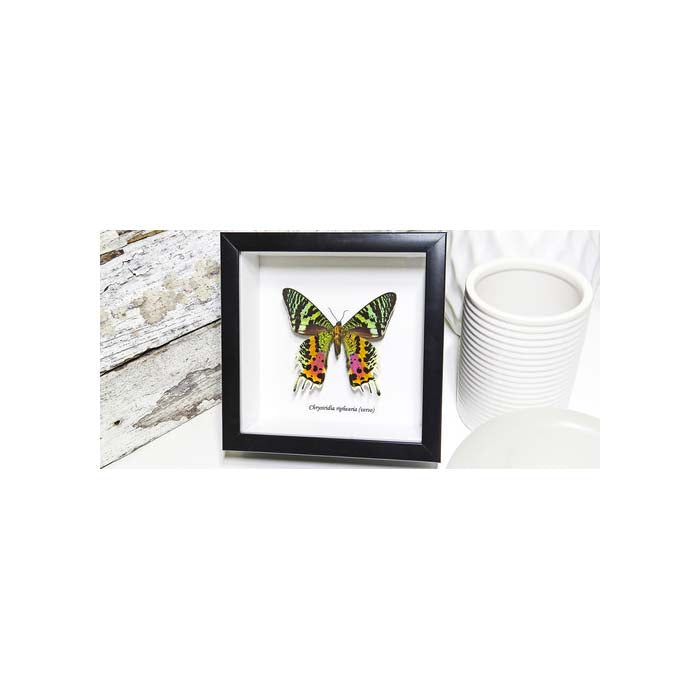 Chrysiridia riphearia verso