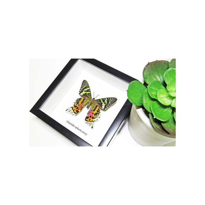 Chrysiridia riphearia verso